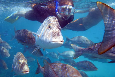 Coral Bay 2-Hour Coral Viewing And Snorkeling - Attractions Sydney 0