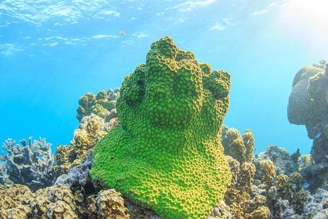 Coral Bay 2-Hour Coral Viewing And Snorkeling - Attractions Sydney 5