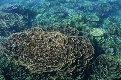 Coral Bay 2-Hour Coral Viewing And Snorkeling - Attractions Sydney 1