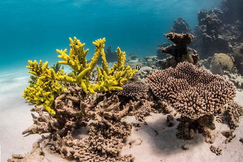 Coral Bay 2-Hour Coral Viewing And Snorkeling - Attractions Sydney 2