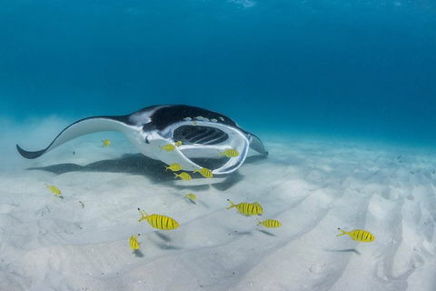 Ningaloo Adventure And Manta Ray Tour - Attractions Sydney 2