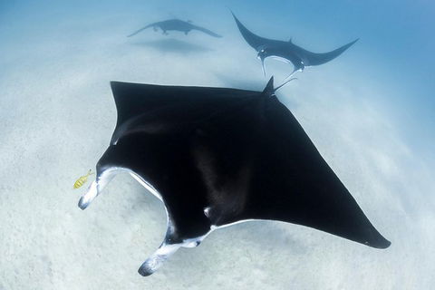 Ningaloo Adventure And Manta Ray Tour - Attractions Sydney 1