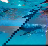 Life on Ningaloo Swimming Tour in Exmouth - Attractions Sydney