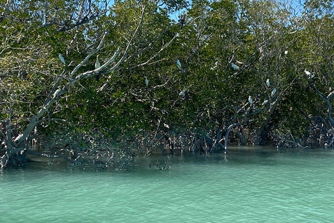 Scenic And Prehistoric Boat Tour - Attractions Sydney 7