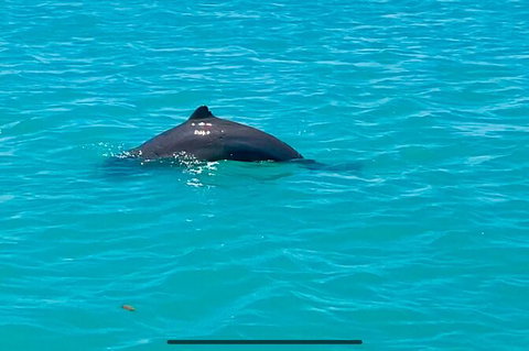 Scenic And Prehistoric Boat Tour - Attractions Sydney 23