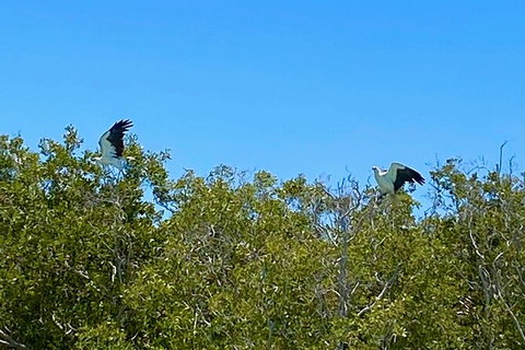 Scenic And Prehistoric Boat Tour - Attractions Sydney 1