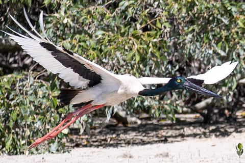 Scenic And Prehistoric Boat Tour - Attractions Sydney 13