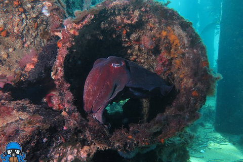 PADI Open Water Course - Attractions Sydney 1