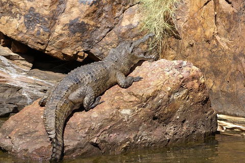 Ord River Experience With Riverside Lunch - Attractions Sydney 2