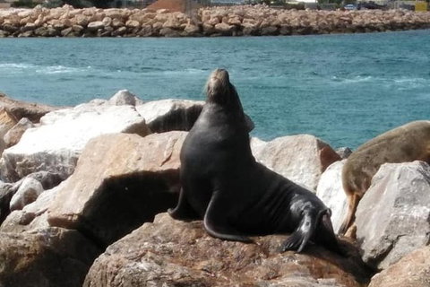 Lobster Fishing Tour At Geraldton - Attractions Sydney 3