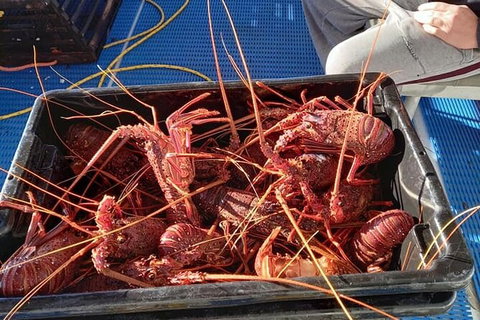 Lobster Fishing Tour At Geraldton - Attractions Sydney 6