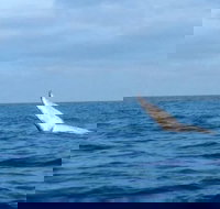 Whale Watching boat tour in Geraldton - Attractions Sydney