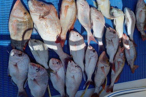 Geraldton Fishing Charter - Attractions Sydney 7