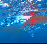 Full-Day Whale Sharks Swimming Experience on Ningaloo Reef - Attractions Sydney