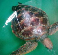 Australian Seabird Rescue - Attractions Sydney