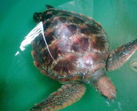 Australian Seabird Rescue