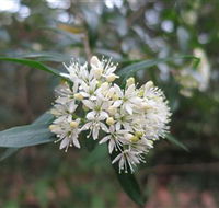 Booderee National Park - Attractions Sydney