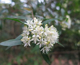 Booderee National Park - Attractions Sydney 0