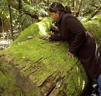 Washpool National Park - Washpool Walk - Attractions Sydney