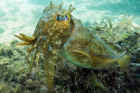 Busselton Jetty & Underwater Observatory Tour - Attractions Sydney 4