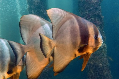 Busselton Jetty & Underwater Observatory Tour - Attractions Sydney 5