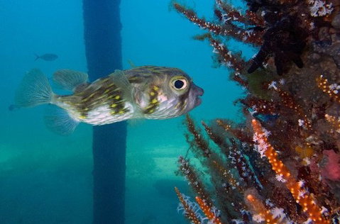 Busselton Jetty & Underwater Observatory Tour - Attractions Sydney 6