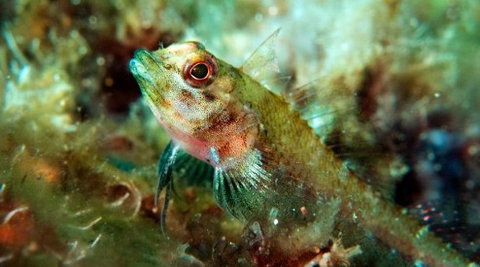 Busselton Jetty & Underwater Observatory Tour - Attractions Sydney 7