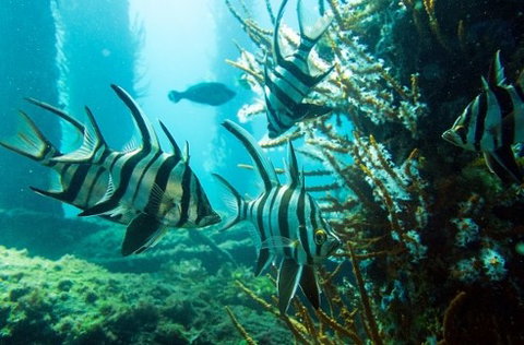 Busselton Jetty & Underwater Observatory Tour - Attractions Sydney 8