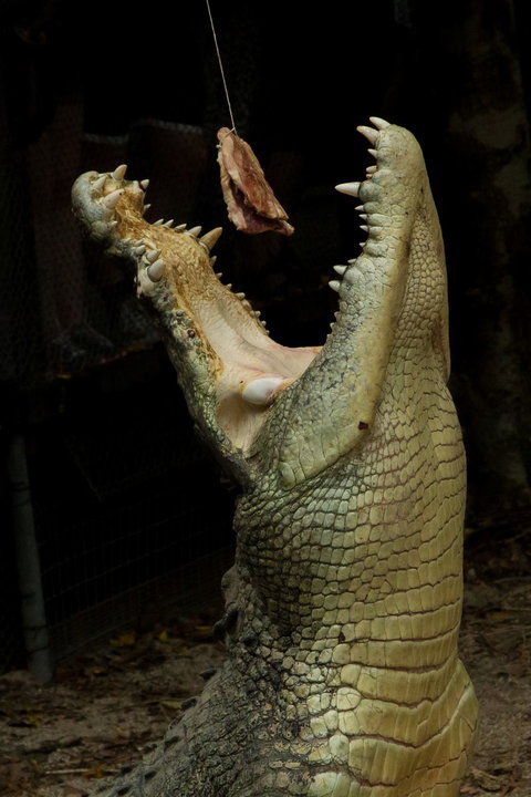 Wildlife Habitat - Attractions Sydney 4