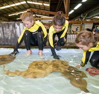 Australian Shark and Ray Centre - Attractions Sydney
