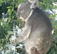 Whiteman Park - Attractions Sydney