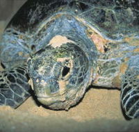 Turtle Nesting Season - Attractions Sydney