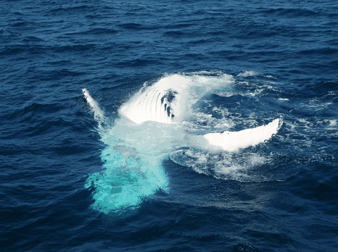 Dolphin Wild Cruises - Attractions Sydney 0