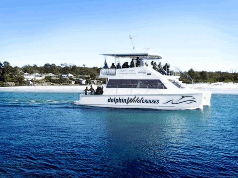 Dolphin Wild Cruises - Attractions Sydney 1