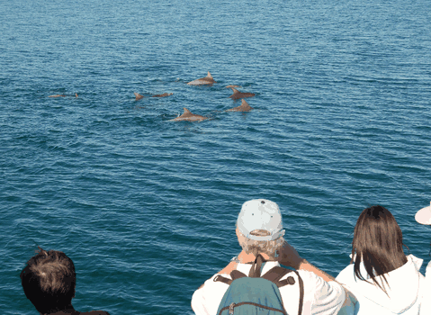 Dolphin Wild Cruises - Attractions Sydney 3