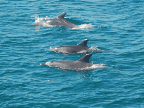 Dolphin Wild Cruises - Attractions Sydney 5