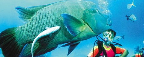 Aristocat Snorkel And Scuba Port Douglas - Attractions Sydney 0