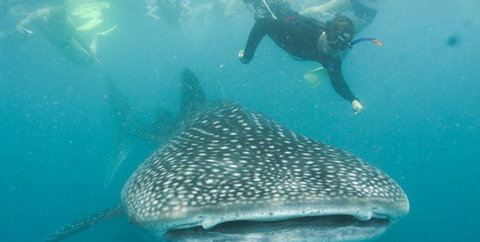 Aristocat Snorkel And Scuba Port Douglas - Attractions Sydney 1