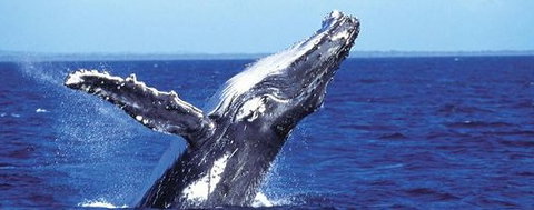 Aristocat Snorkel And Scuba Port Douglas - Attractions Sydney 2