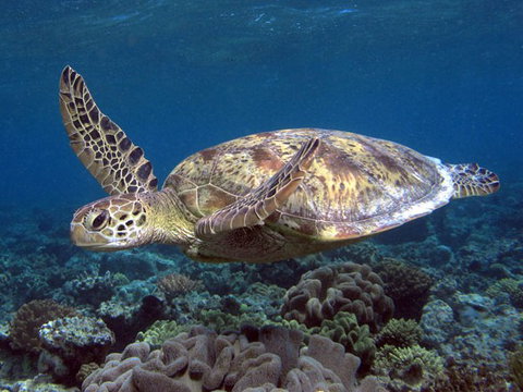 Calypso Reef Charters - Attractions Sydney 1