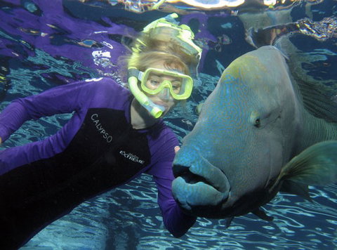 Calypso Reef Charters - Attractions Sydney 4