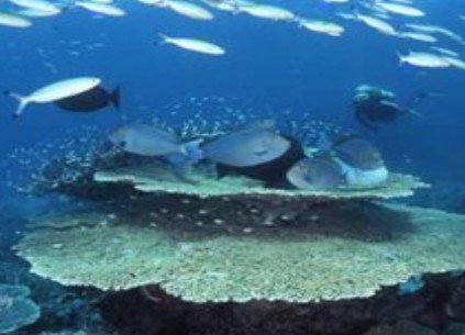 Deep Sea Divers Den - Attractions Sydney 2