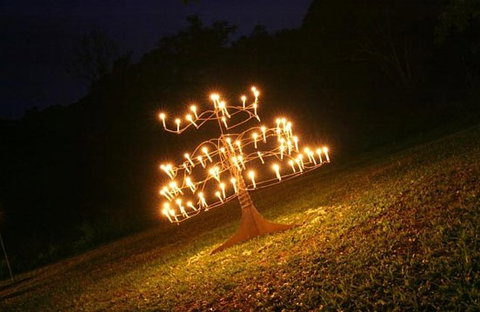 Flames Of The Forest - Attractions Sydney 4