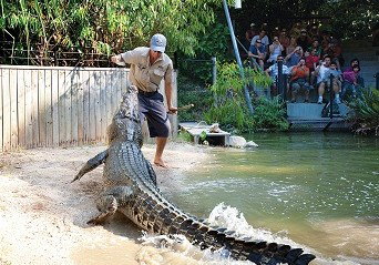 Hartley's Crocodile Adventures - Attractions Sydney 4