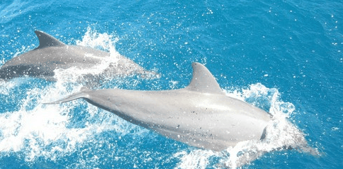 Tallship Adventures - Attractions Sydney 3