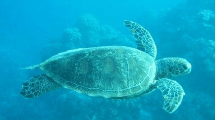 Tallship Adventures - Attractions Sydney 4