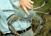 Whitsunday Crocodile Safari