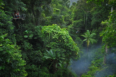 Jungle Surfing Canopy Tours And Jungle Adventures Nightwalks - Attractions Sydney 3