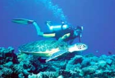 Poseidon Outer Reef Cruises - Attractions Sydney 1