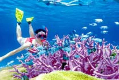 Poseidon Outer Reef Cruises - Attractions Sydney 2